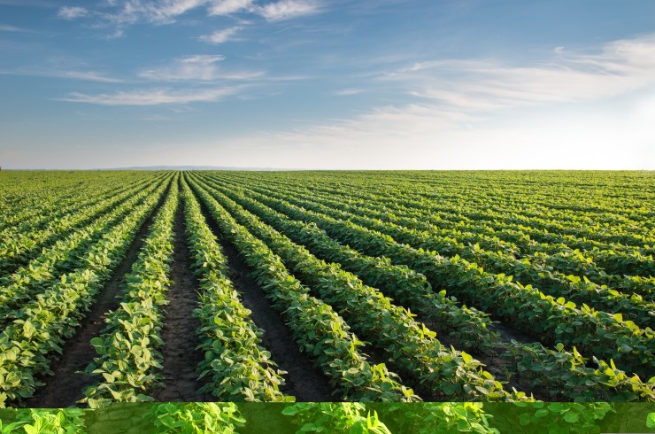 agriculture brazil